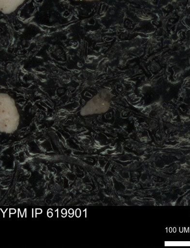 undet. Heterohelicidae