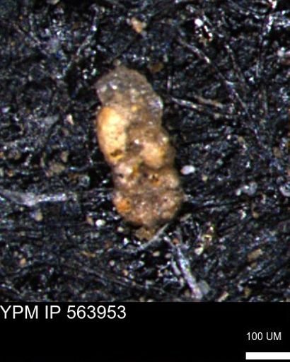 Ammobaculoides phaulus