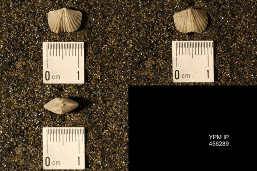 Platystrophia biforata