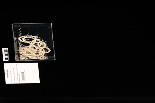 Masticophis flagellum
