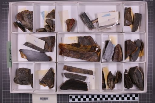mixed taxa, stratigraphic collection