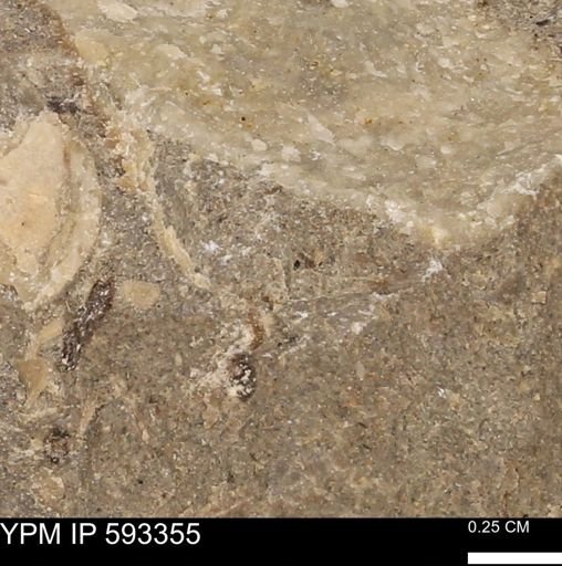 undet. Mollusca