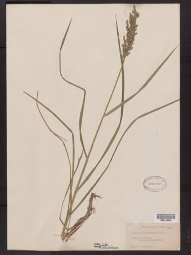 Glyceria obtusa