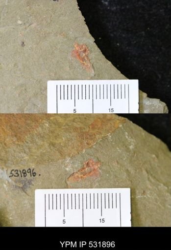 undet. Stylophora