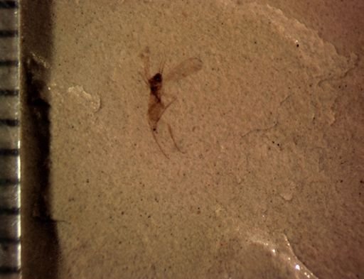 undet. Diptera