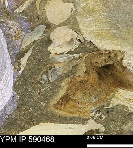 undet. Mollusca