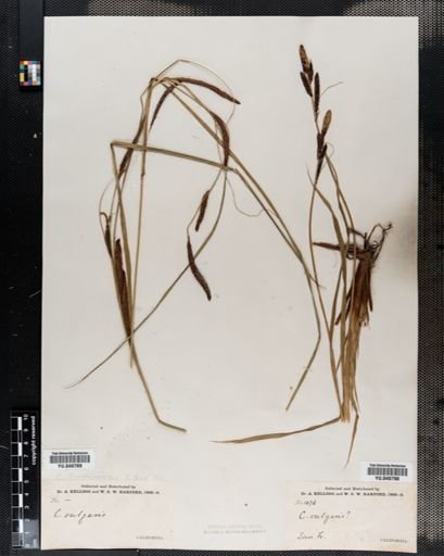 Carex nigra