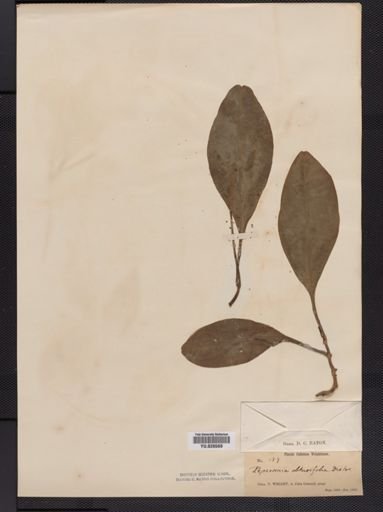 Peperomia obtusifolia