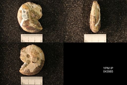 Hoploscaphites nicolletii