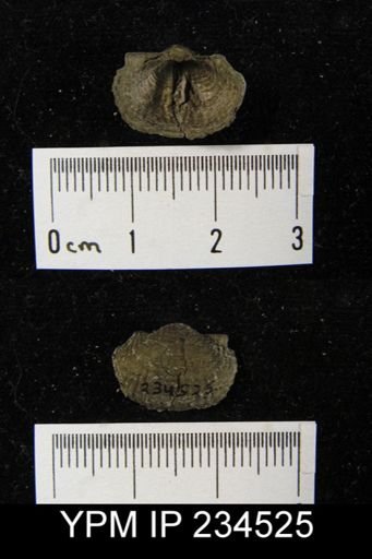 Marginifera muricatina