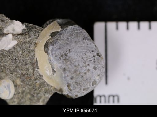 Protocardia subquadrata