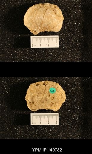 Euphemites sp.