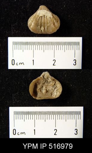 Rhynchonella diodonta