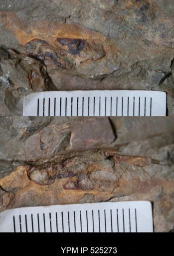 undet. Trilobita