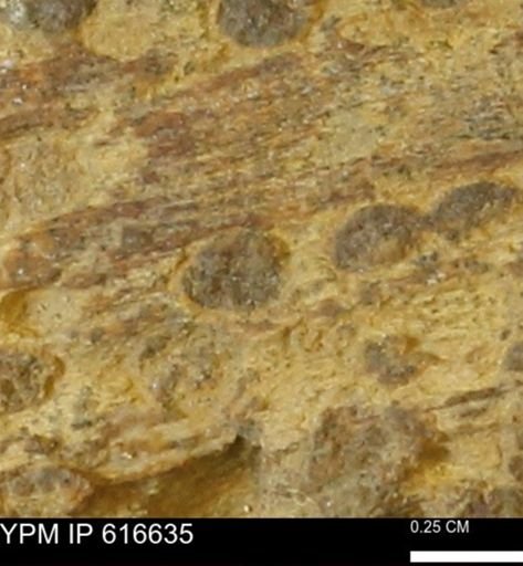 Teredo sp.