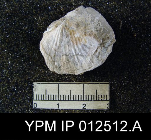 Spirifer mexicanus latus