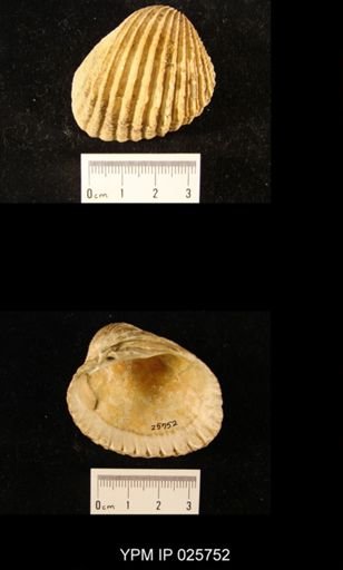 Cyclocardia alticostata