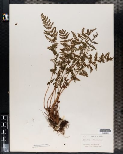 Woodsia obtusa