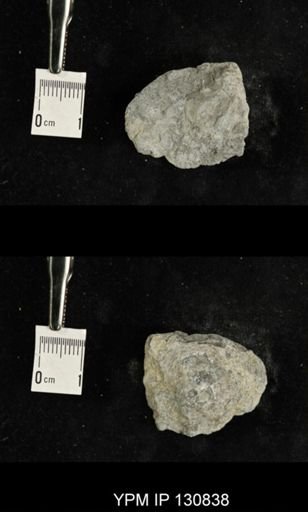 Spinatrypa spinosa