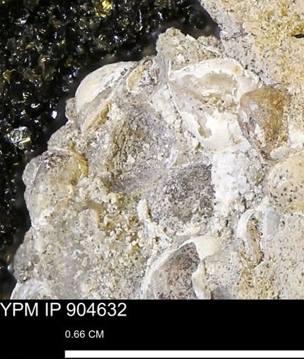 Corbulamella?