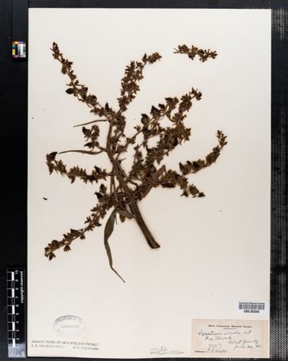 Veratrum viride