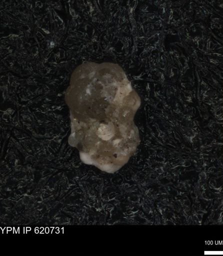 undet. Foraminiferida