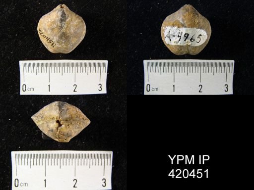 Athyris sp.