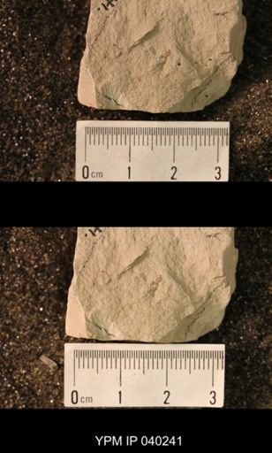Hexapoda