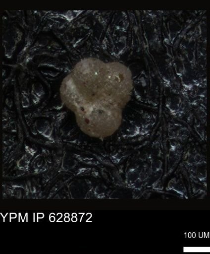 undet. Foraminiferida