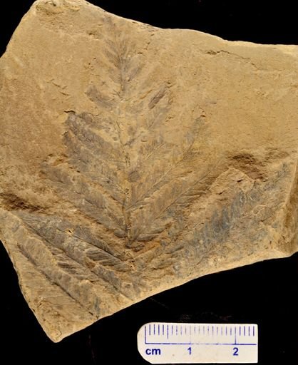 Dryopteris montanense