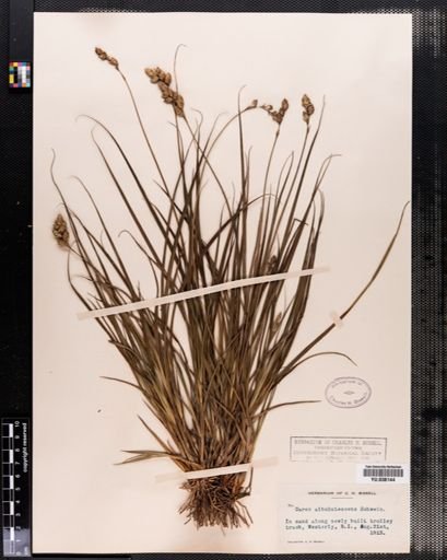 Carex albolutescens