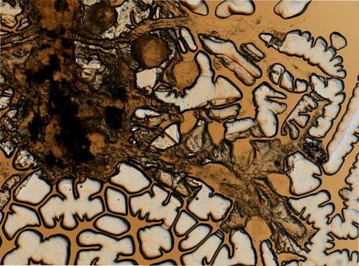Calycella syringa