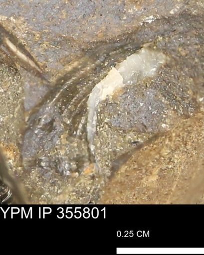 undet. Mollusca