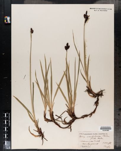 Carex