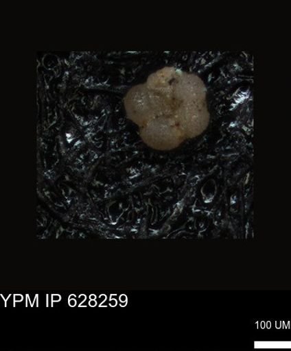 undet. Foraminiferida