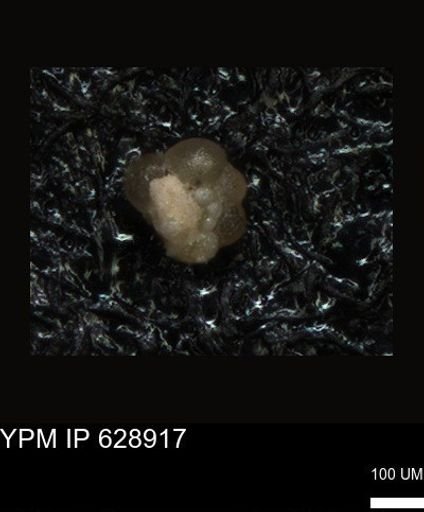 undet. Foraminiferida