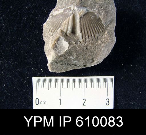 Spirifer audacula