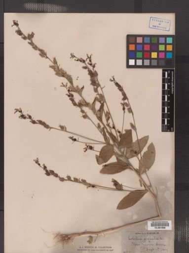 Lobelia inflata