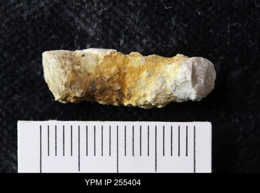 Preeudea?