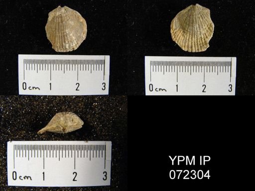 Atrypa tennesseensis