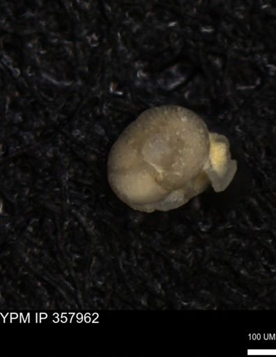 undet. Foraminiferida