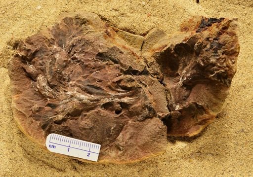 Aphlebia