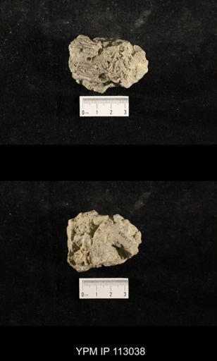 Glyptocrinus?