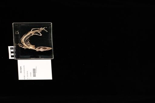 Gehyra marginata