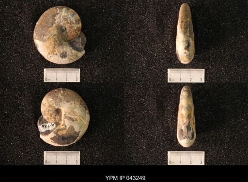 Hoploscaphites nicolletii