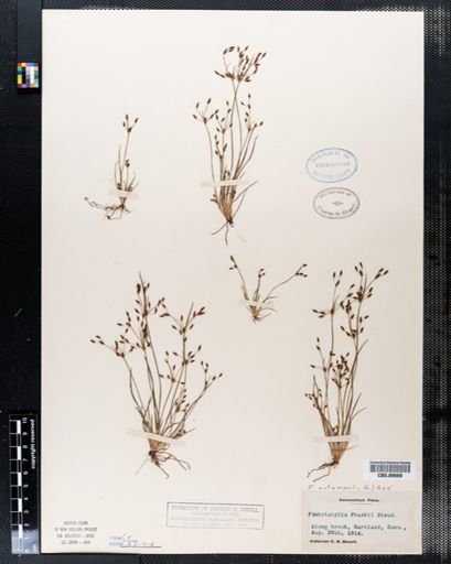 Fimbristylis autumnalis