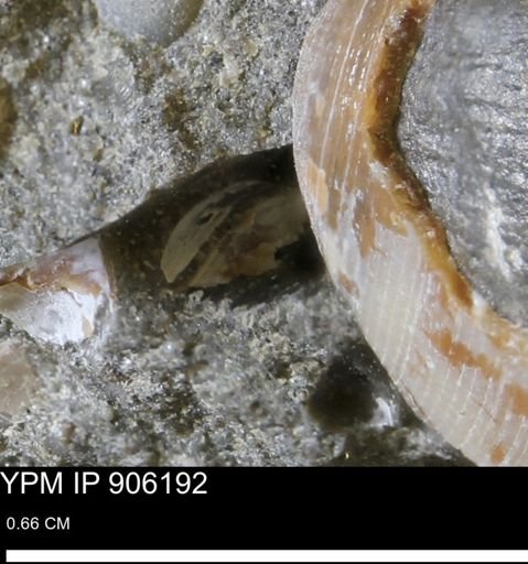 undet. Bivalvia