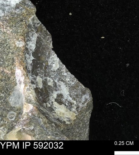 Ostrea sp.