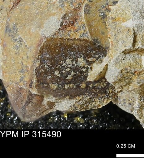 undet. Mollusca