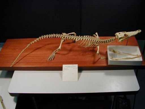 Alligator mississippiensis